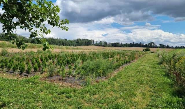 Prodej komerčního pozemku 23 400 m², Štoky, okres Havlíčkův Brod