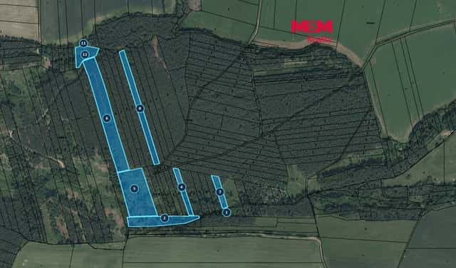 Prodej lesa 48 910 m², Slabčice – Písecká Smoleč, okres Písek
