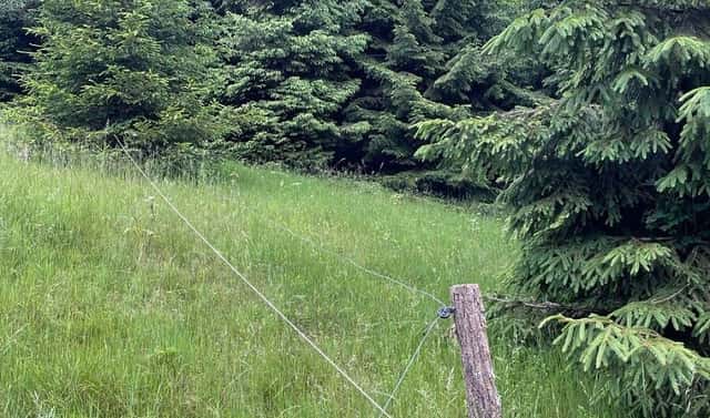 Prodej lesa 2 393 m², Staré Hamry, okres Frýdek-Místek