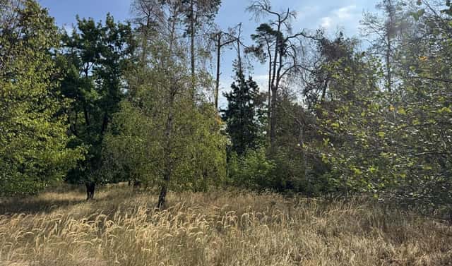 Prodej lesa 3 660 m², Sedlec, okres Třebíč