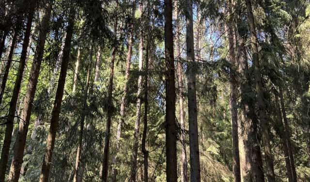 Prodej lesa 13 667 m², Drnovice, okres Vyškov