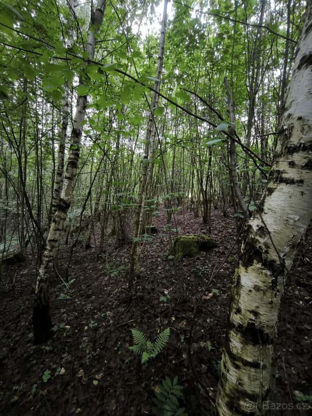 Prodej lesních pozemků k.ú. Horní Studénky, okres Šumperk