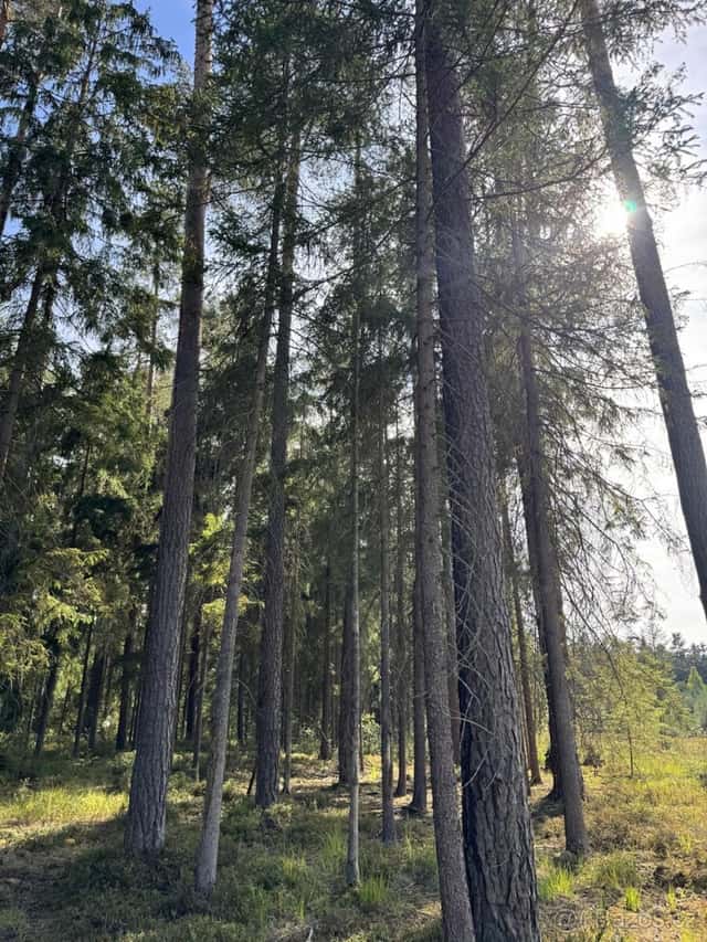 Prodej lesních pozemků k.ú. Novosedly nad Nežárkou, okres Jindřichův Hradec