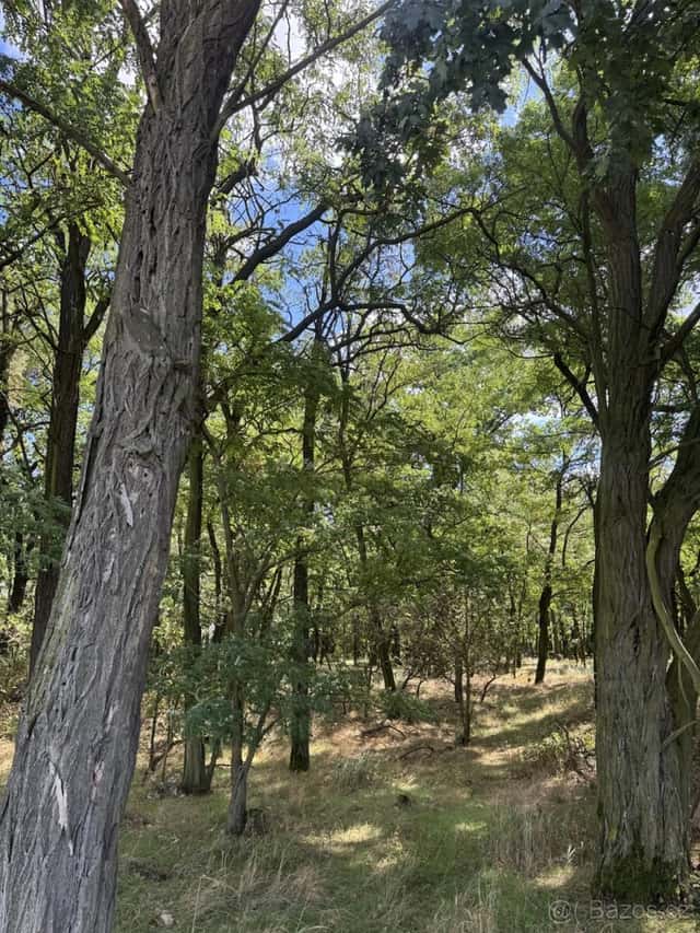 Prodej lesního pozemku k.ú. Křečkov, okres Nymburk