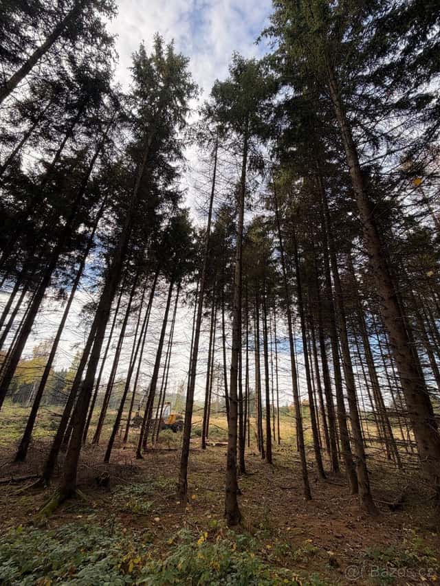 Les s porostem – Jižní Čechy, okres Strakonice