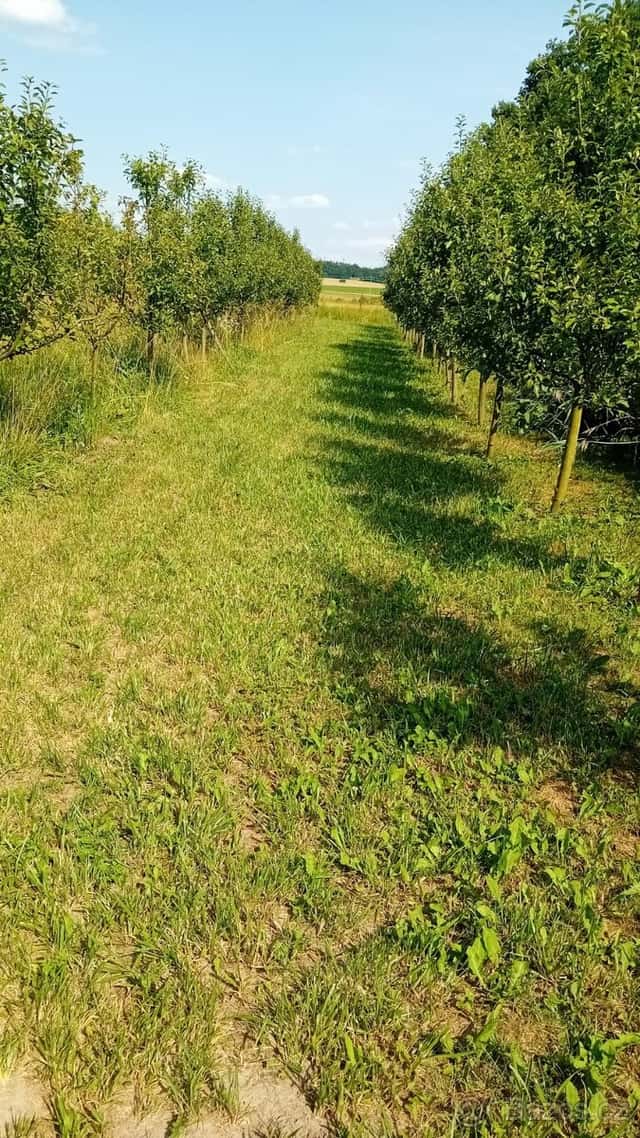 pronajmu jabloňový sad, okres Nymburk
