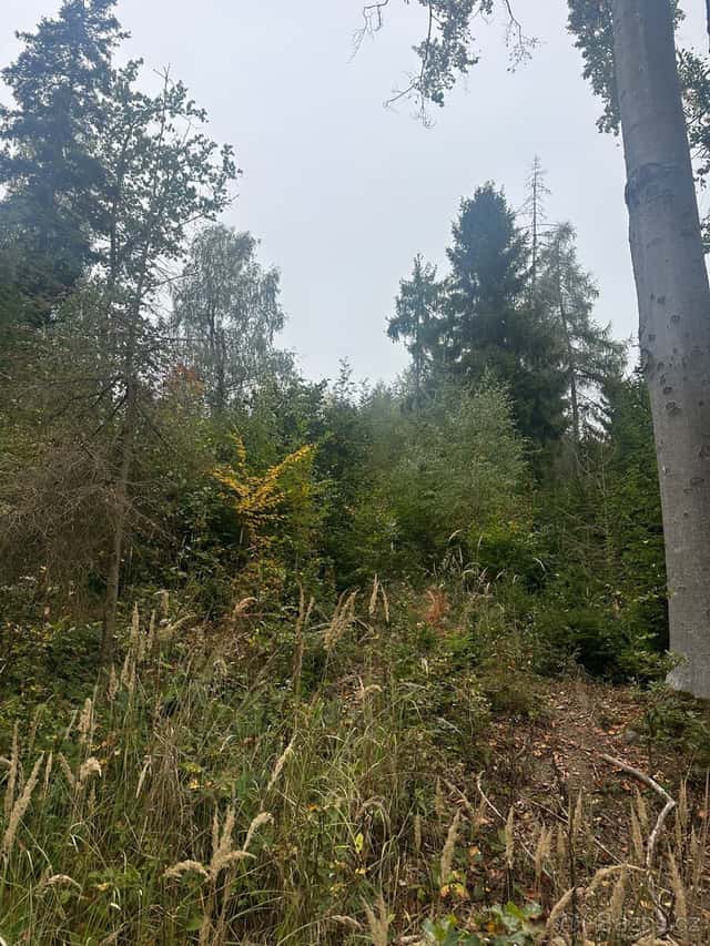 Mladý les, okres Šumperk