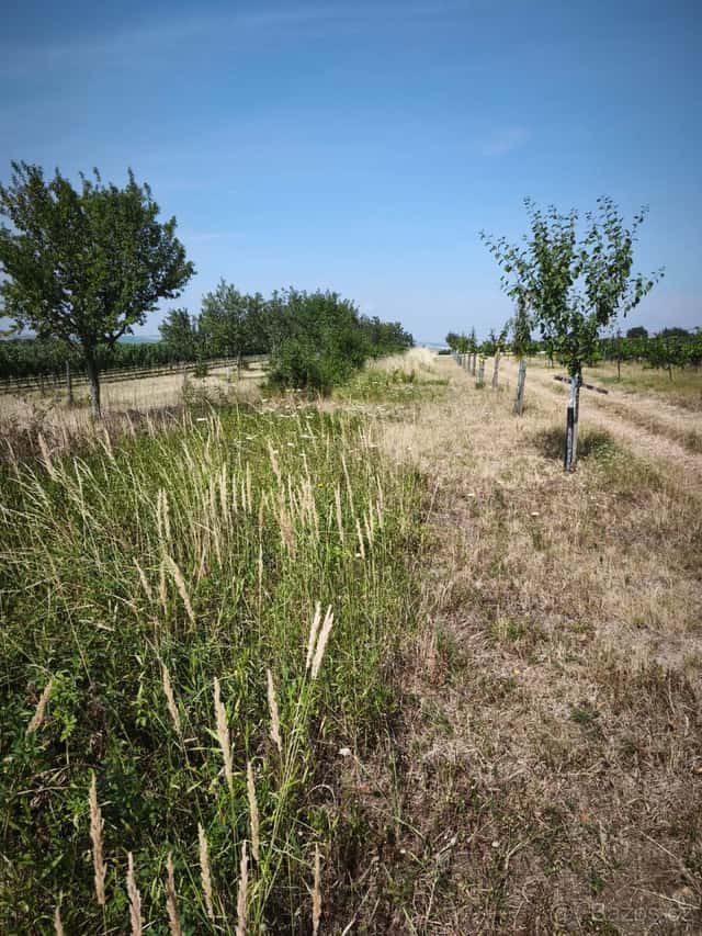 Prodám pozemky Mutěnice, okres Hodonín