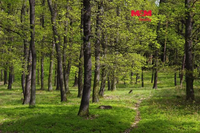 Prodej lesa, 2146 m², Nýdek, okres Frýdek-Místek