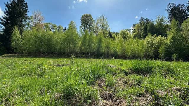 Prodej, louka, 32.970m2, Stolín, Náchod, okres Náchod