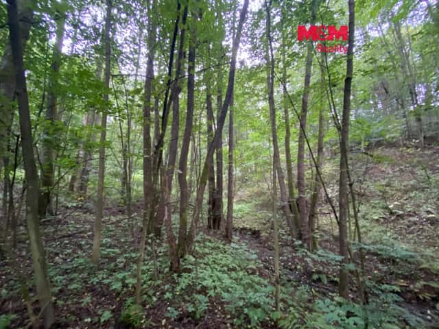 Prodej lesa 1207 m2 v Strážné, okres Ústí nad Orlicí
