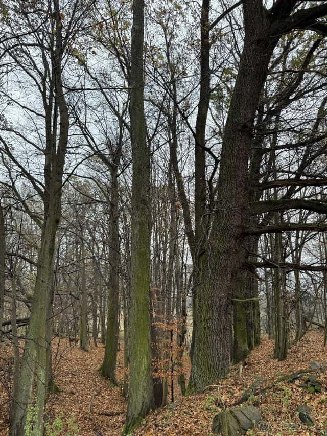 Prodám lesní pozemek v k.ú. Heřmánky nad Odrou, okres Nový Jičín