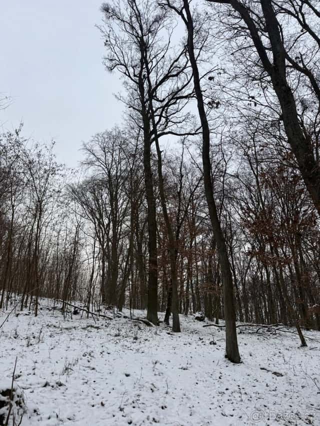 Prodej lesního pozemku k.ú. Šitbořice, okres Břeclav