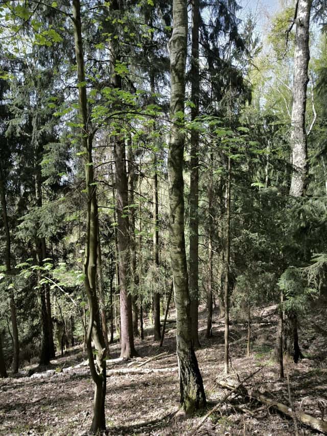 Prodej pozemků k.ú. Dobřany v Orlických horách, okres Rychnov nad Kněžnou