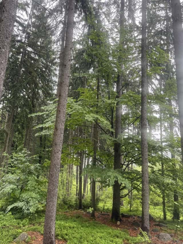 Prodej lesních pozemků k.ú. Velké Hamry, okres Jablonec nad Nisou