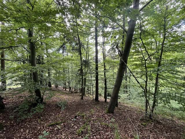 Les, Klokočůvek,Odry, okres Nový Jičín