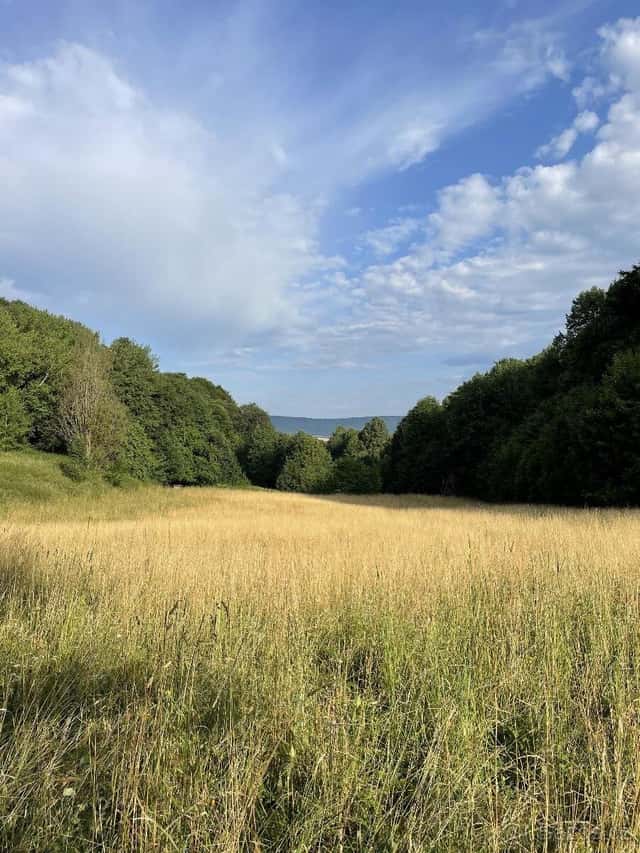 Prodám pozemky v k.ú. Útěchov u Moravské Třebové, okres Svitavy