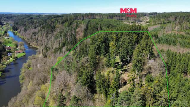 Prodej lesa, 39 640 m², Řepeč, okres Tábor