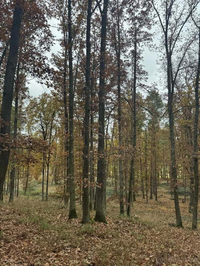 Prodám pozemky v k.ú. Snopoušovy, okres Plzeň-jih