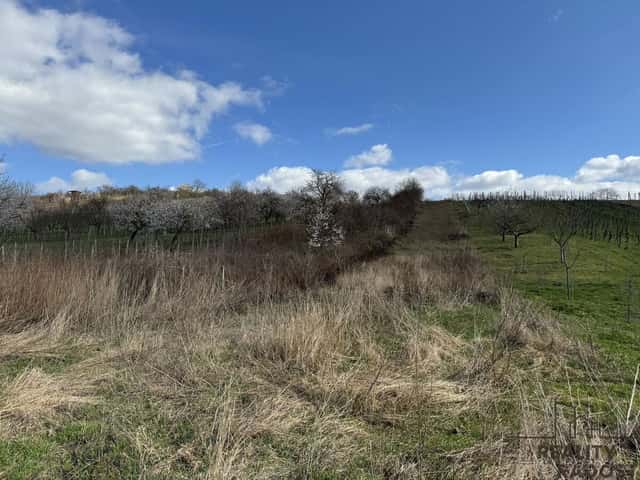 Prodej vinice 1540 m² Mutěnice , okres Hodonín, okres Hodonín