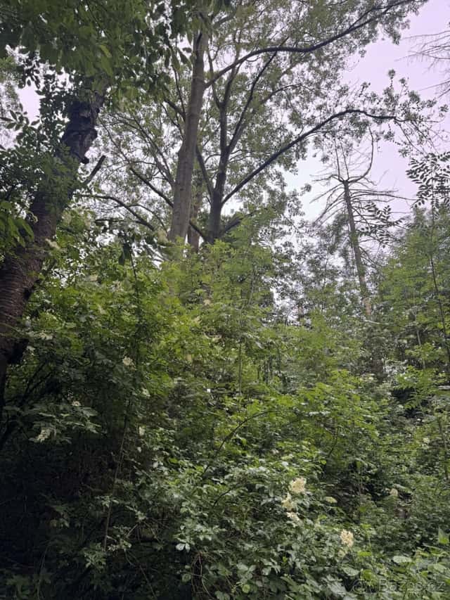Prodej lesního pozemku k.ú. Skutíčko, okres Chrudim