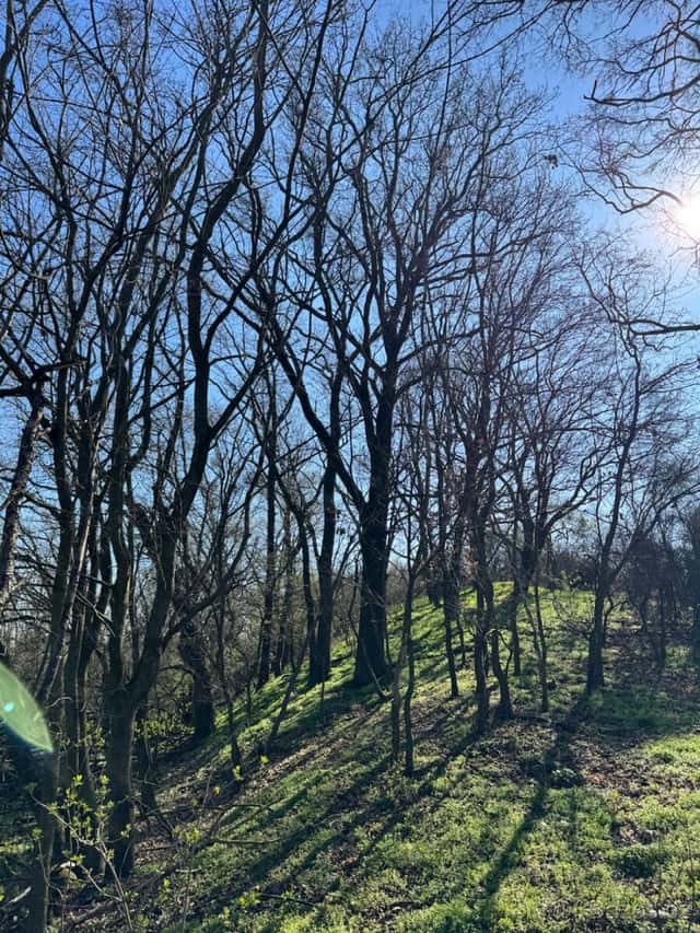 Prodám pozemky v katastrálním území Jevišovice, okres Znojmo