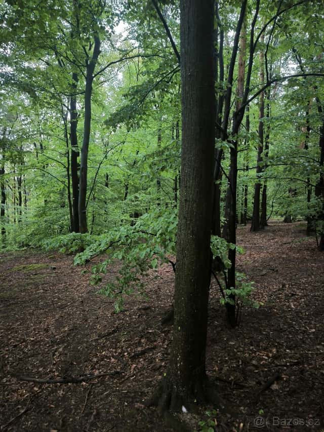 Prodej lesního pozemku k.ú. Bernartice u Javorníka, okres Jeseník