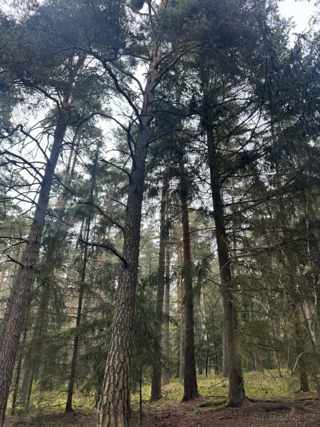 Prodej lesních pozemků k.ú. Koloveč, okres Domažlice
