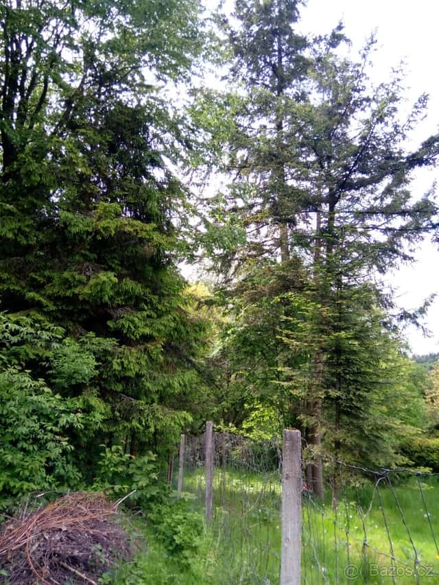Sovinec-Krizov- pozemek 579 m2-862Kc za 1m2, okres Bruntál