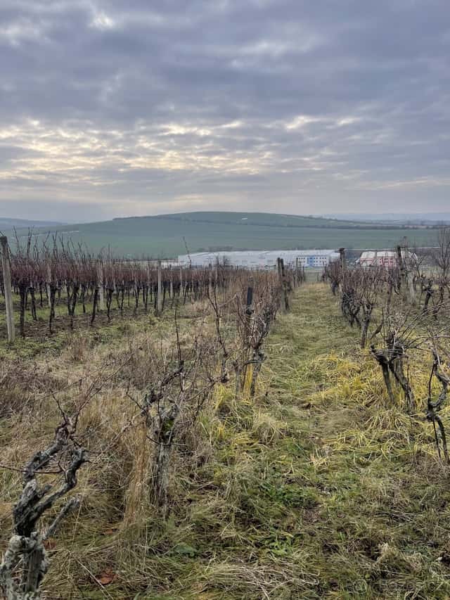 Vinice - Blatnice pod svatým Antonínkem, okres Hodonín