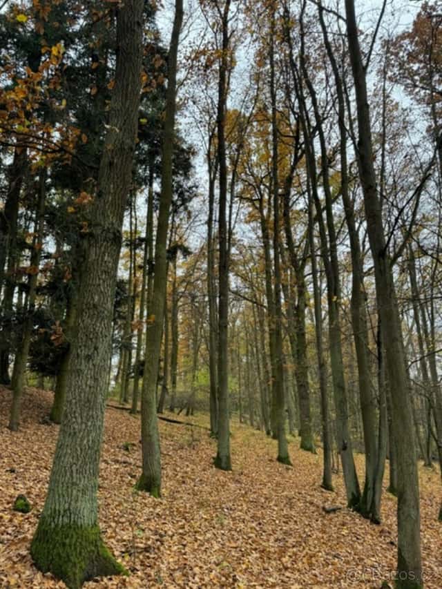 Prodám lesní pozemek v k.ú. Snopoušovy, okres Plzeň-jih