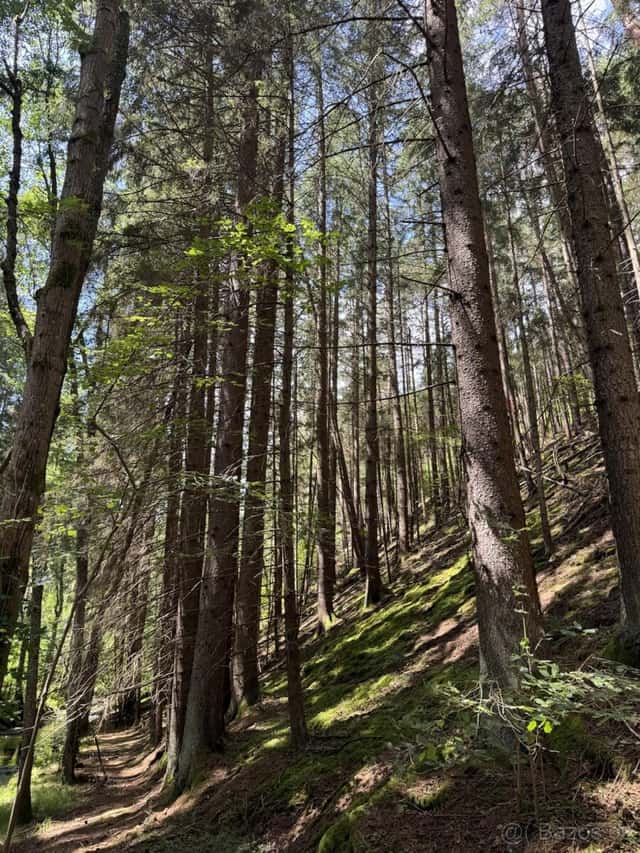 Prodej lesních pozemků k.ú. Kratušín, okres Prachatice