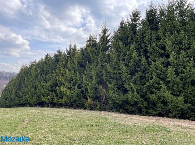 Prodej lesních pozemků v k.u. Horní Heřmanice. CP 51563 m2., okres Ústí nad Orlicí