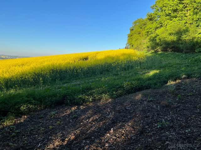 Pozemek pro chov včel - pronájem - levně, okres Opava