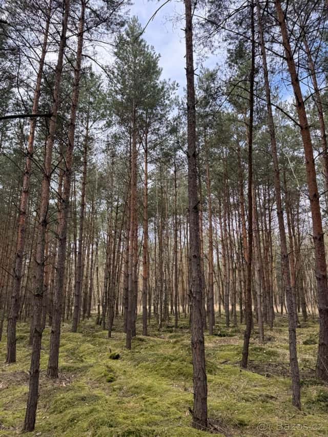 Prodej lesních pozemků k.ú. Račice u Štětí, okres Litoměřice