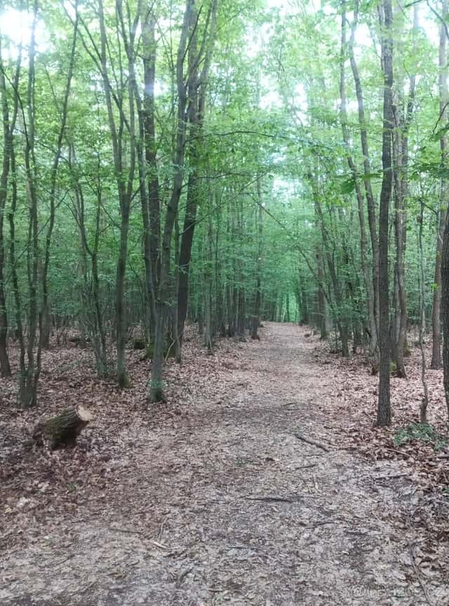 Prodám les v Nižboru, okres Beroun