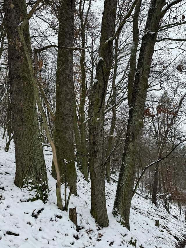 Prodám lesní pozemky v k.ú. Strážnice u Mělníka, okres Mělník