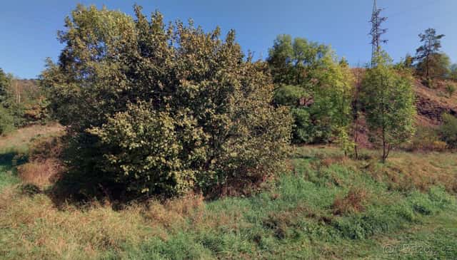 Luční porost Linhartice přímo u Moravské Třebové 2,4 ha, okres Svitavy