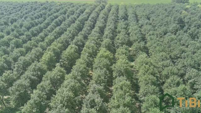 Prodej sadu / vinice 5 319 m², Vanovice, ev.č. 00310, okres Blansko