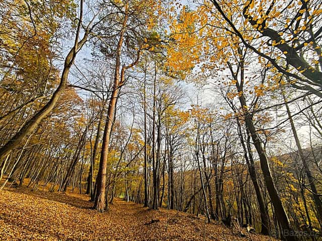 Prodej Lesa 1859 m2, Kněždub, okres Hodonín