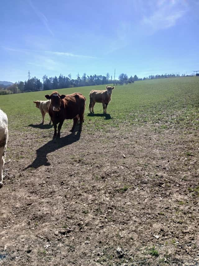 Pronajmu, okres Benešov