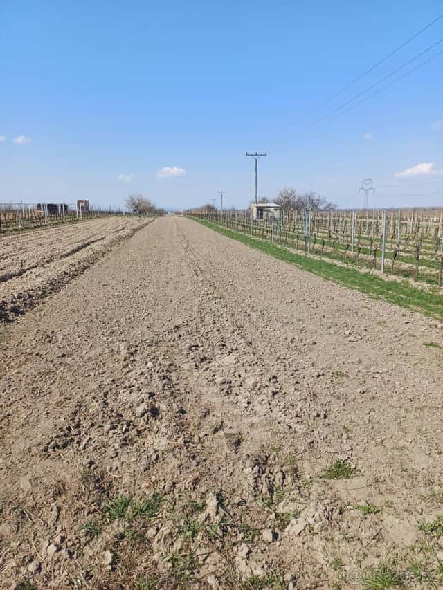 Pronájem pole v Lanžhotě, okres Břeclav
