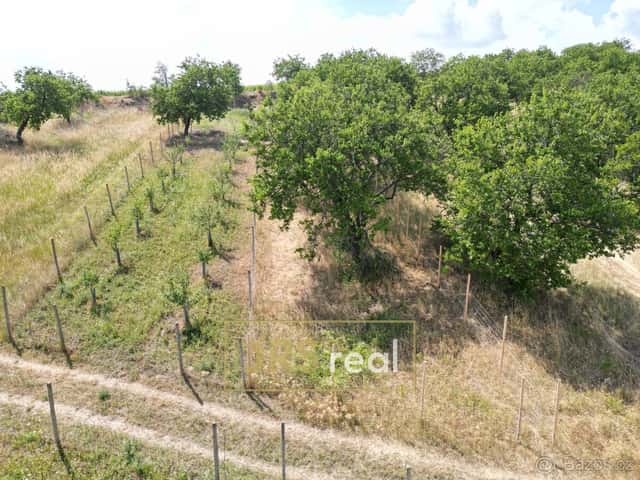 Prodej sadu 358 m², Němčičky, ev.č. 130114LS, okres Břeclav