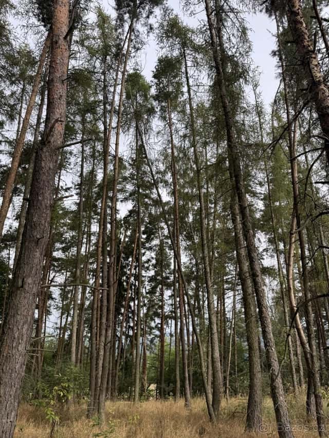 Prodej lesního pozemku k.ú. Hřešihlavy, okres Rokycany