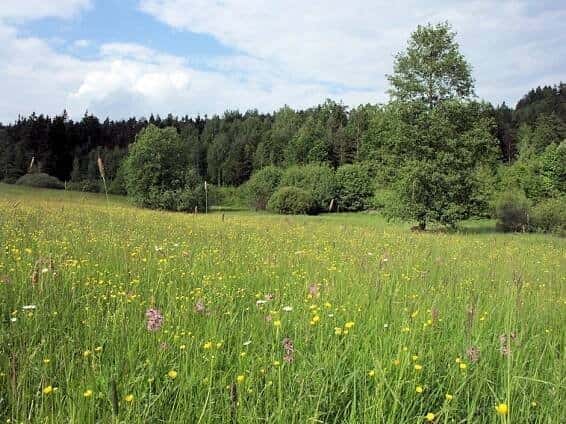 Prodej pozemku Těrlická přehrada 1392m2, okres Karviná