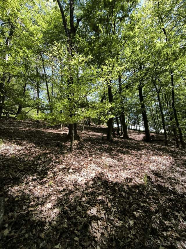 Prodej lesního pozemku k.ú. Lesnice, okres Šumperk