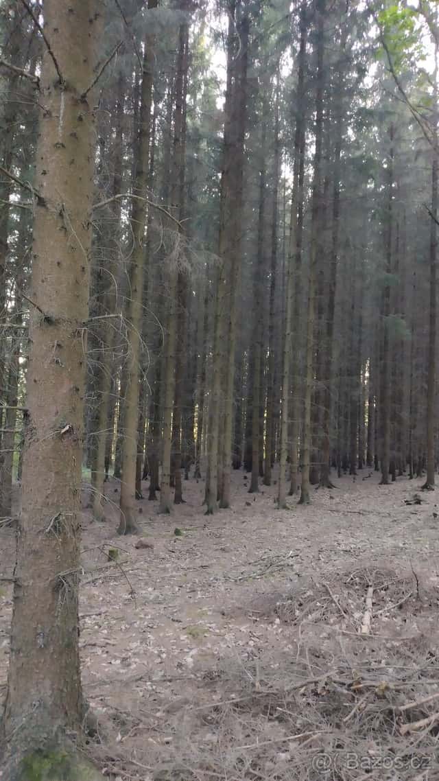 Lesní pozemek, okres Svitavy