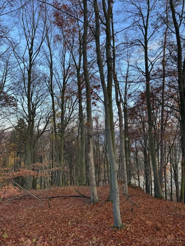Prodej lesních pozemků k.ú. Ponikev, okres Prostějov