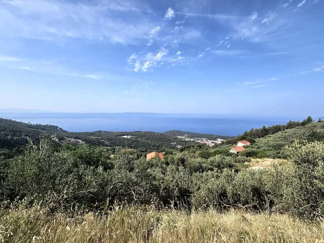 Olivový sad / Chorvatsko / Makarska, okres Uherské Hradiště