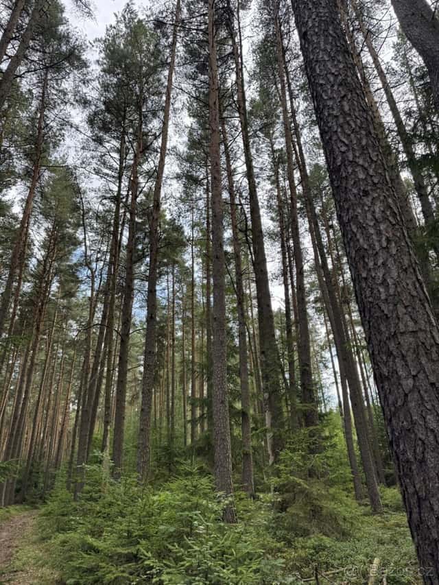 Prodej lesních pozemků k.ú. Brťov u Velkých Opatovic, okres Blansko